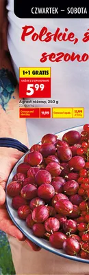 Agrest różowy promocja w Biedronka