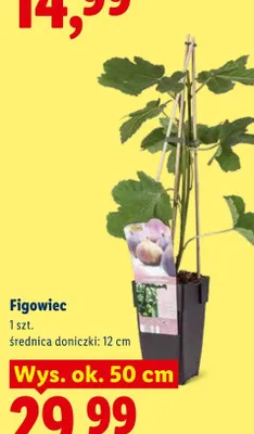 Figowiec promocja w Lidl