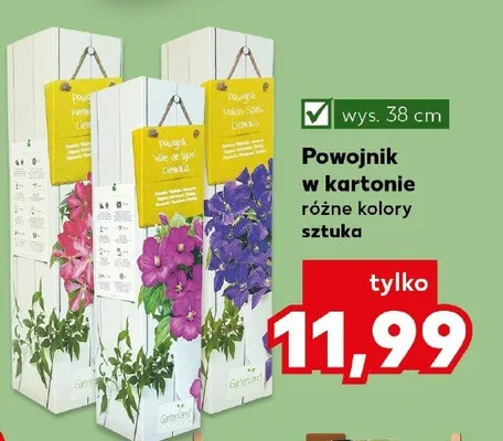 Powojnik w kartonie promocja w Kaufland