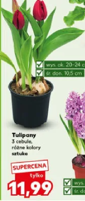 Tulipany 3 cebule, różne kolory sztuka promocja w Kaufland