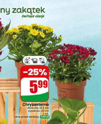 Chryzantema doniczka 10,5 cm wysokość 20 cm promocja w Dino