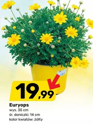 Euryops promocja w Bricomarche