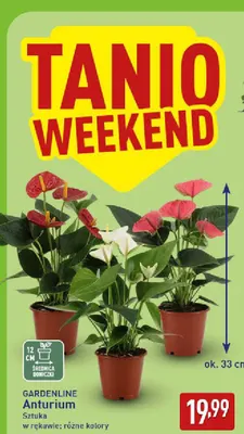 Anturium Gardenline promocja w Aldi