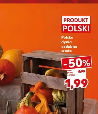 Dynia ozdobna polska promocja w Kaufland