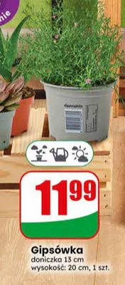 Gipsówka promocja w Dino