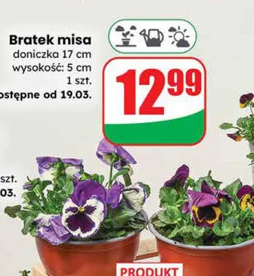 Bratek misa doniczka 17 cm  promocja w Dino