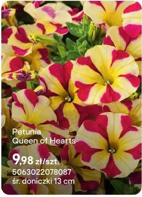 Petunia Queen of Hearts promocja w Castorama