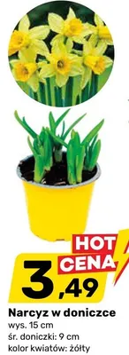 Narcyz w doniczce promocja w Bricomarche