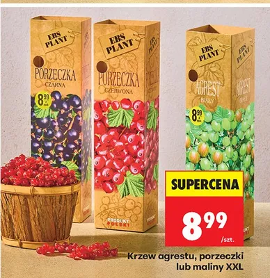 Krzew porzeczki promocja w Biedronka