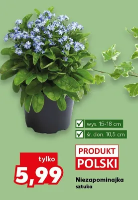 Niezapominajka promocja w Kaufland