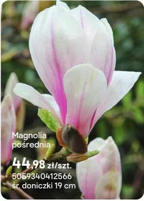 Magnolia pośrednia promocja w Castorama