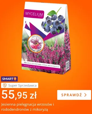 Jesienna pielęgnacja wrzosów i rododendronów z mikoryzą Mycelium promocja w Allegro