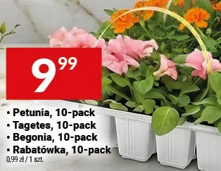 Petunia, Tagetes, Begonia, Rabatówka, 10-pack promocja w Twój Market