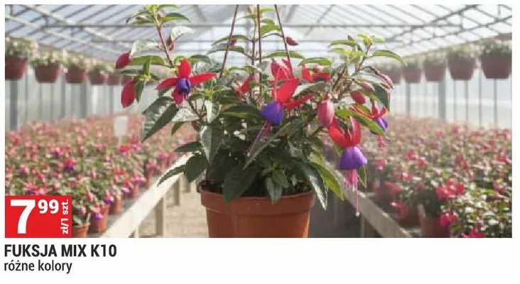 Fuksja Mix K10 promocja w Merkury Market