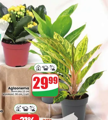 Aglaonema promocja w Dino
