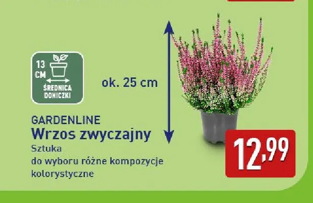 Wrzos zwyczajny Gardenline promocja w Aldi