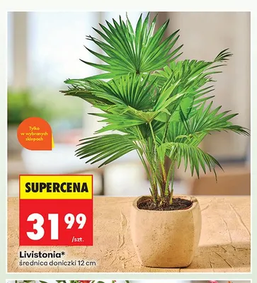Livistonia promocja w Biedronka