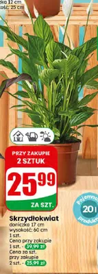 Skrzydłokwiat promocja w Dino
