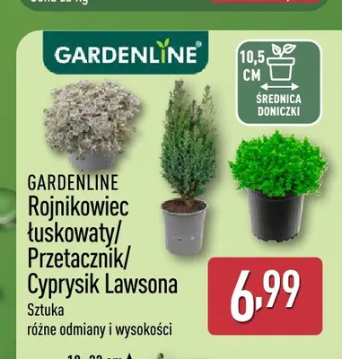 Cyprysik Lawsona Gardenline promocja w Aldi
