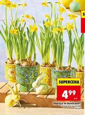 Narcyz w doniczce promocja w Biedronka