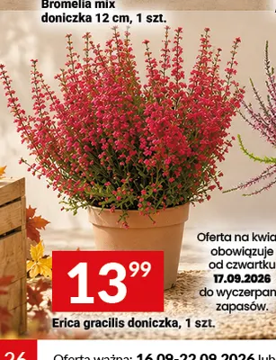 Erica gracilis doniczka promocja w Twój Market