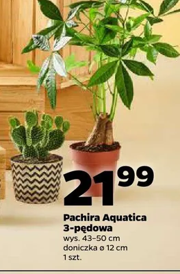 Pachira Aquatica 3-pędowa promocja w Netto