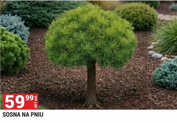 Sosna na pniu promocja w Merkury Market