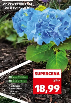 Hortensja 3 duże kwiaty różne kolory promocja w Kaufland