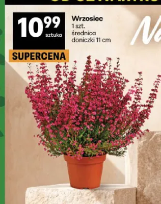 Wrzosiec promocja w Delikatesy Centrum