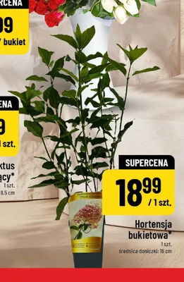 Hortensja bukietowa promocja w POLOmarket