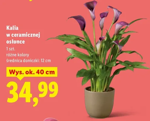Kalia w ceramicznej osłonce promocja w Lidl