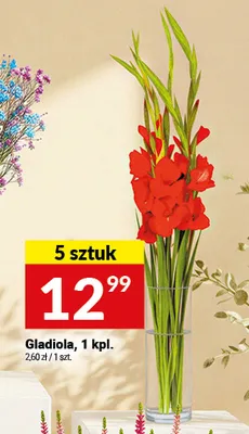 Gladiola promocja w Twój Market