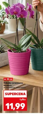 Osłonka ceramiczna Escalera do storczyków śr. 13cm promocja w Kaufland