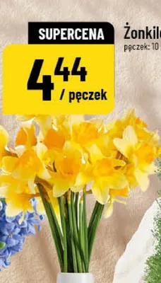 Żonkile promocja w POLOmarket