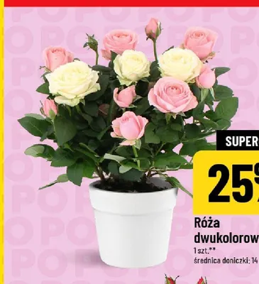 Róża dwukolorowa średnica doniczki 14cm promocja w POLOmarket