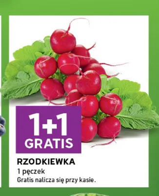Rzodkiewka promocja w Stokrotka