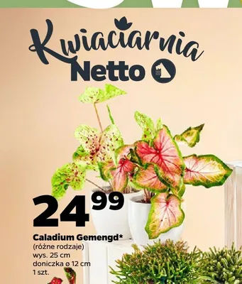 Caladium Gemengd promocja w Netto