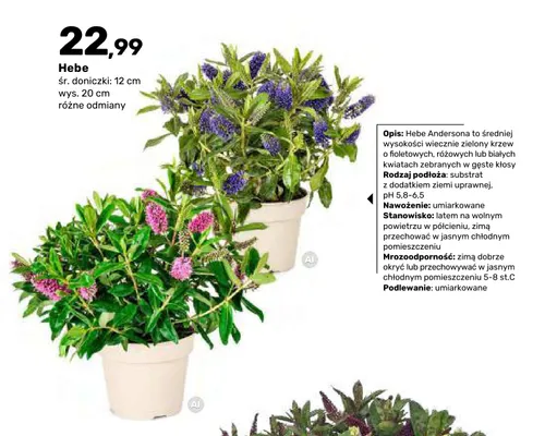 Krzew Hebe promocja w Bricomarche