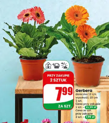 Gerbera promocja w Dino