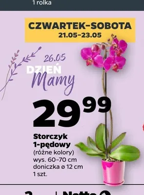 Storczyk 1-pędowy promocja w Netto