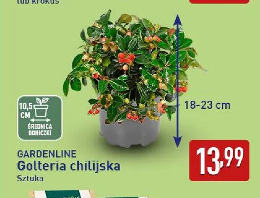 Golteria chilijska Gardenline promocja w Aldi