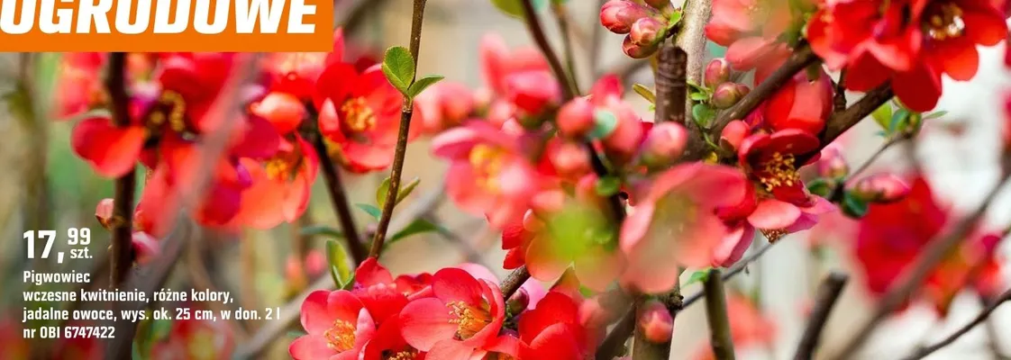 Pigwowiec wczesne kwitnienie, różne kolory, jadalne owoce promocja w OBI