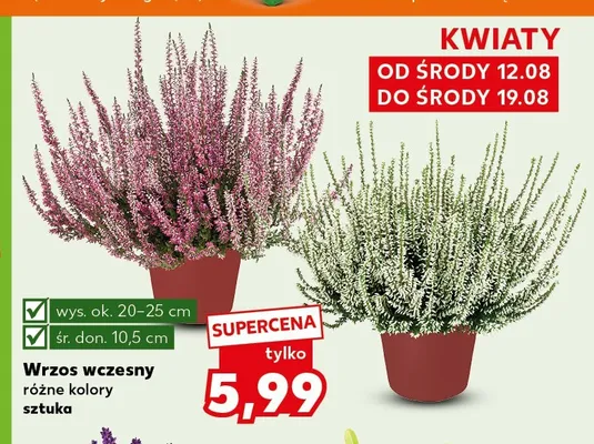 Wrzos wczesny promocja w Kaufland