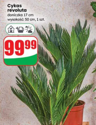 Cykas revoluta promocja w Dino