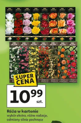 Róża w kartonie wybór ekstra, różne rodzaje, odmiany silnie pachnące promocja w Auchan