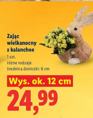 Zając wielkanocny z kalanchoe promocja w Lidl