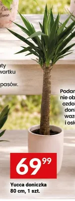 Yucca doniczka 80cm promocja w Twój Market