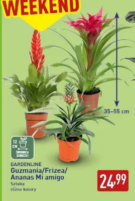 Frizea Gardenline promocja w Aldi
