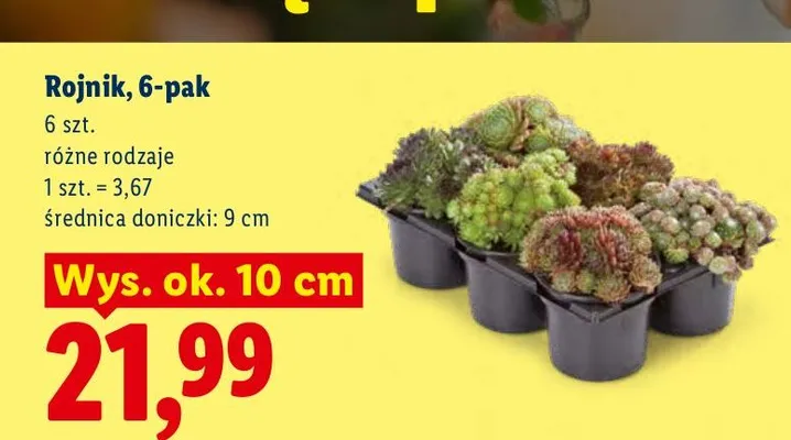 Rojnik 6-pak promocja w Lidl