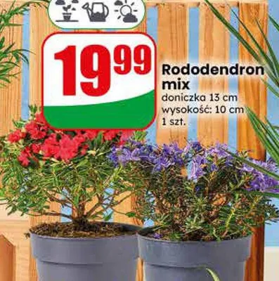Rododendron mix doniczka 13cm wysokość 10cm promocja w Dino
